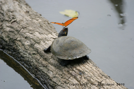 Yellow Spotted Side-necked Turtle